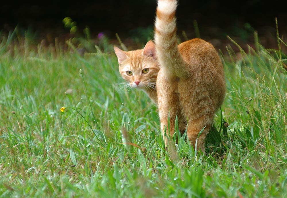 Why Do My Cat’s Farts Smell Like Eggs? Vet-Reviewed Health Facts & Tips
