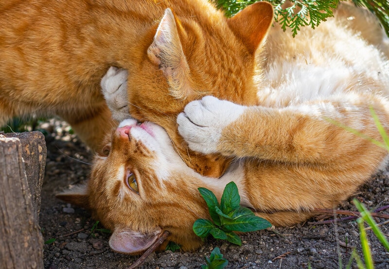 Why Do Cats Bite Each Other’s Necks? 6 Vet-Reviewed Reasons