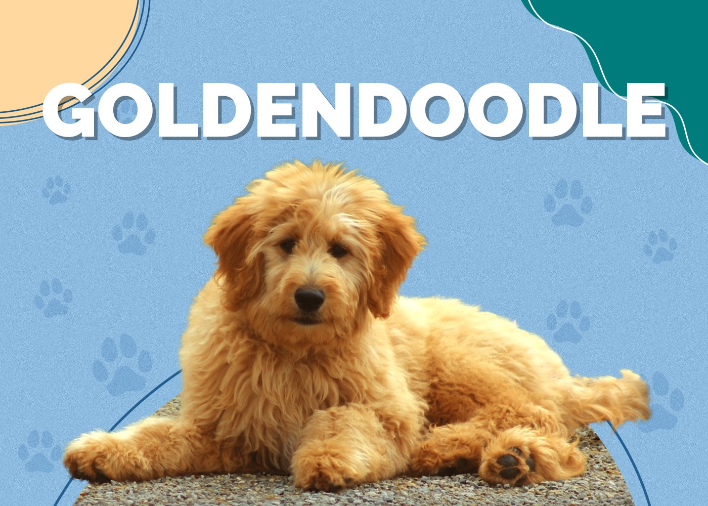Goldendoodle (Golden Retriever & Poodle Mix): Info, Pictures & Traits