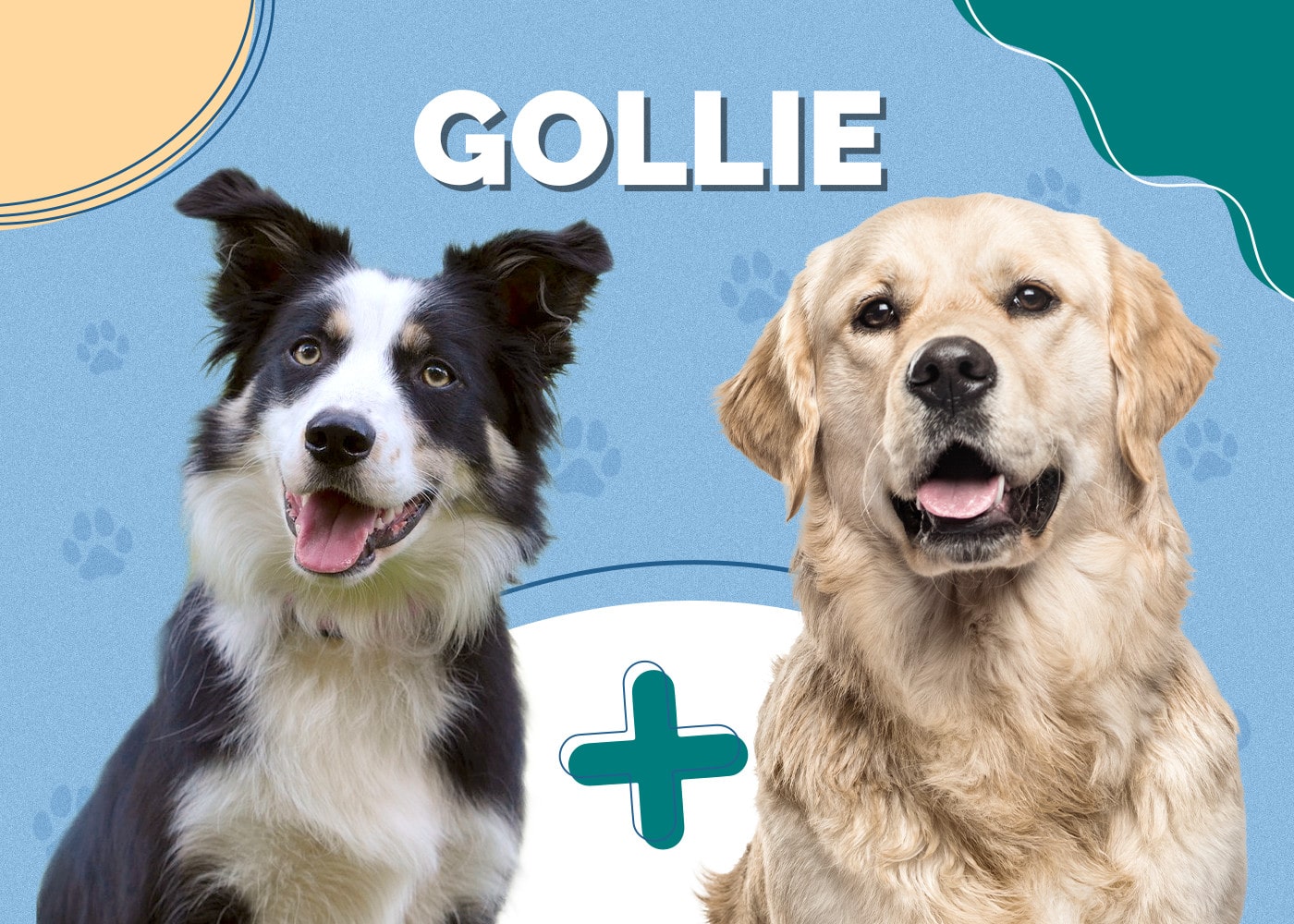 Gollie (Golden Retriever & Collie Mix): Info, Pictures, Traits & More