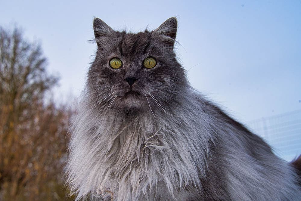 15 Beautiful Turkish Angora Colors & Patterns (With Pictures)