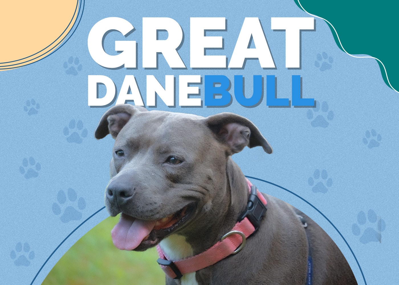Great Danebull (Bull Terrier & Great Dane Mix): Info, Pictures, Traits