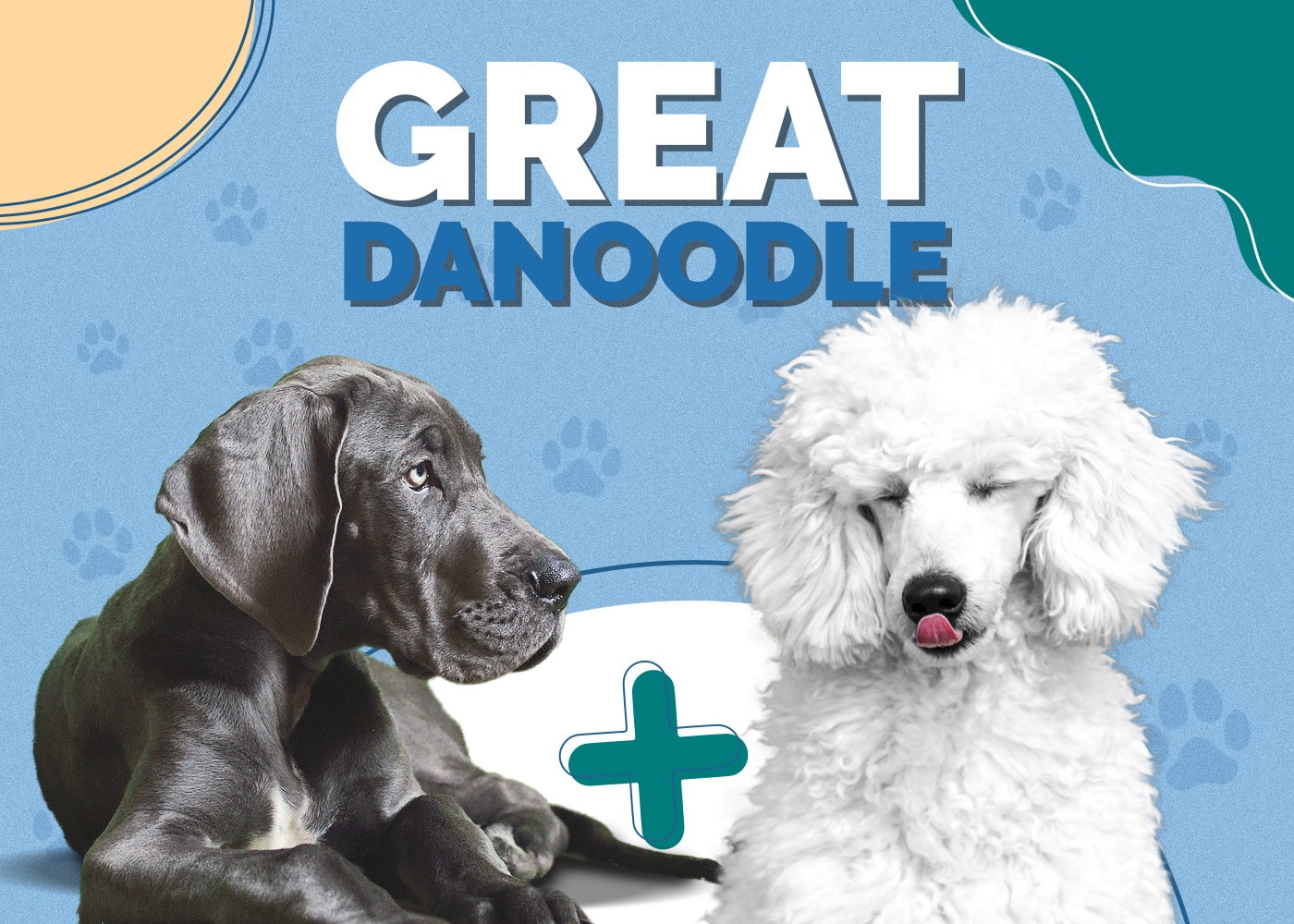 Great Danoodle (Great Dane & Poodle Mix): Info, Pictures, Puppies, Facts