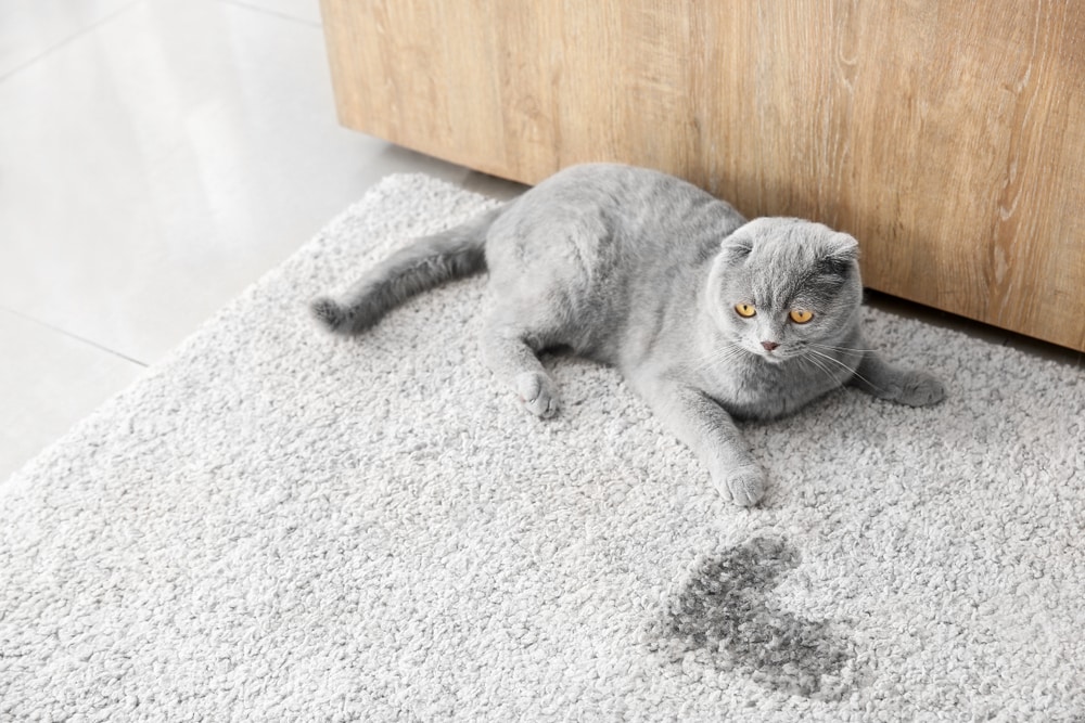 7 Best Cat Urine & Odor Removers (Enzyme Cleaners) - 2026 Reviews and Top Picks