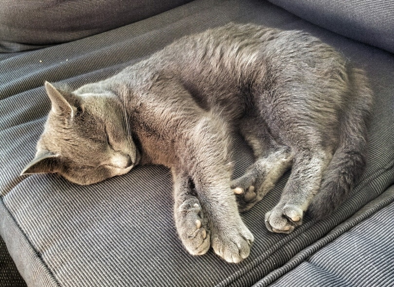 Why Does My Cat Snore? Our Vet Names 6 Reasons