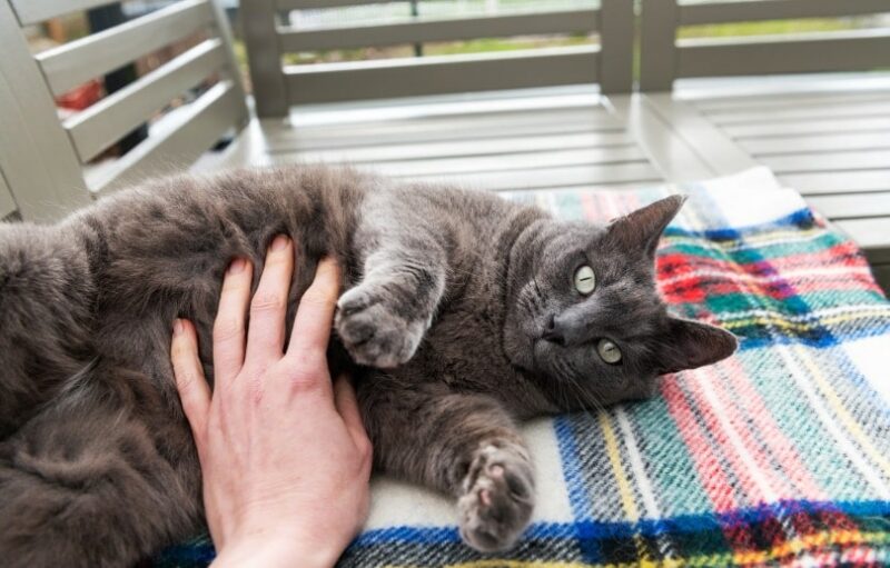 Why Is My Cat Losing Balance? 3 Vet-Reviewed Causes