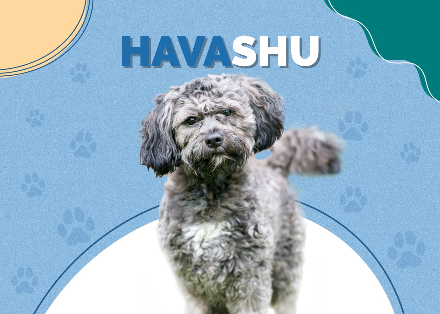 Havashu (Havanese & Shih Tzu Mix): Info, Pictures, Traits