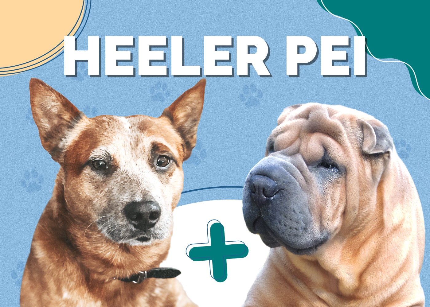 Heeler Pei (Australian Cattle Dog & Shar Pei Mix): Info, Pictures & More