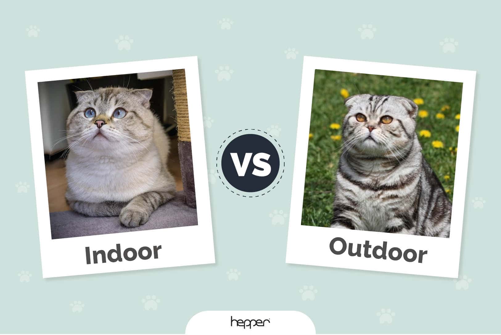 Indoor vs. Outdoor Cats: Vet-Reviewed Key Differences (With Pictures)