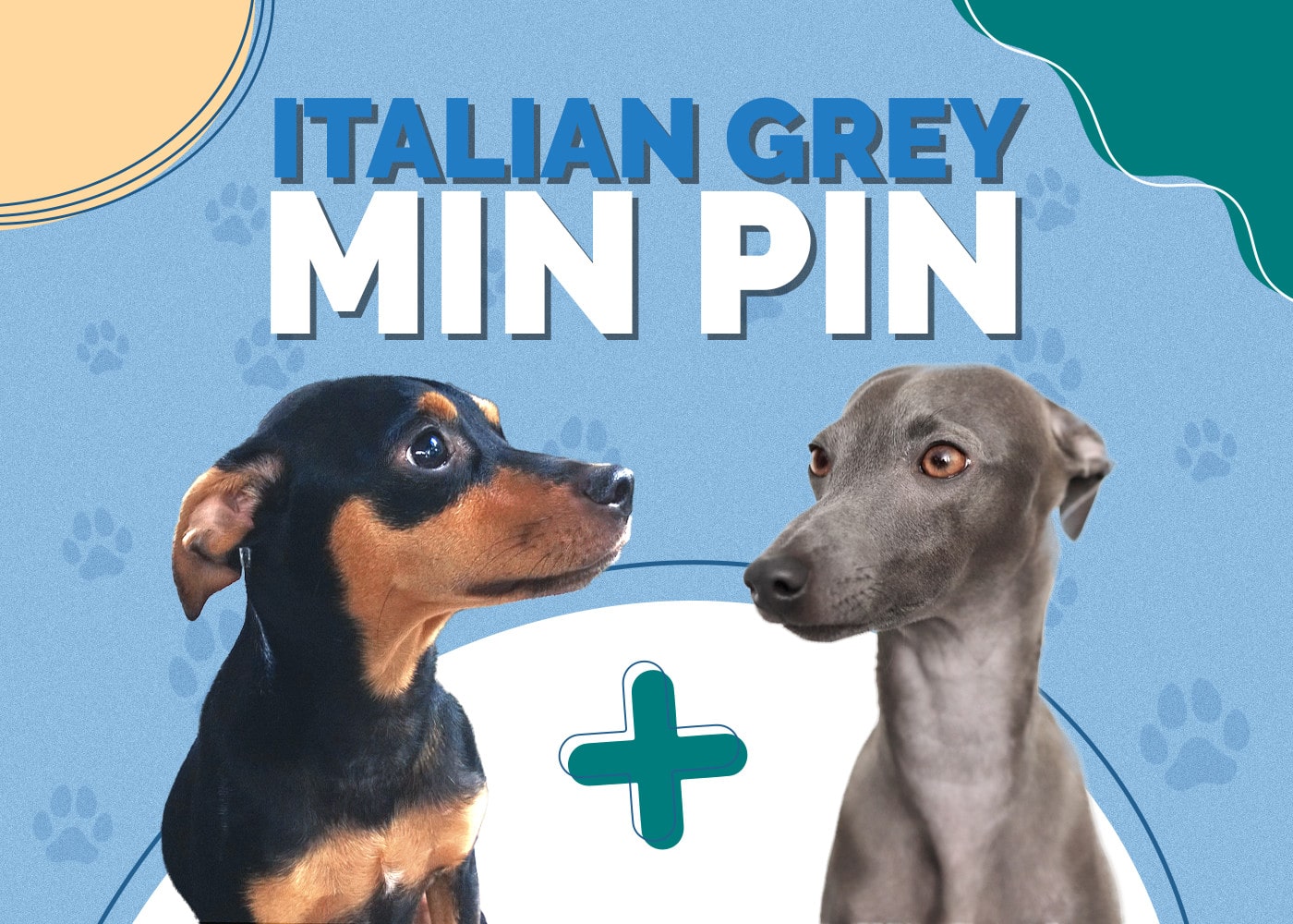 Min Pin & Italian Greyhound Mix: Info, Pictures, Traits & More