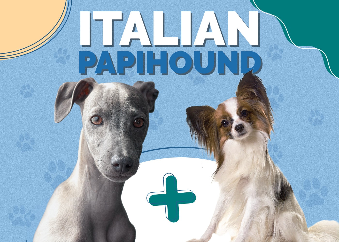 Italian Papihound (Italian Greyhound & Papillon Mix): Info, Pictures & More