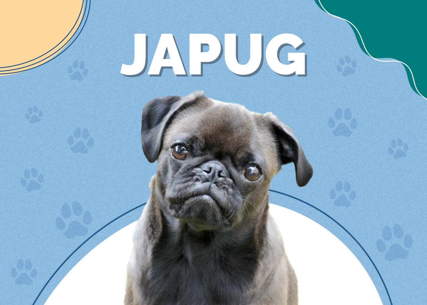 Japug (Japanese Chin & Pug Mix): Info, Pictures, Traits, Facts