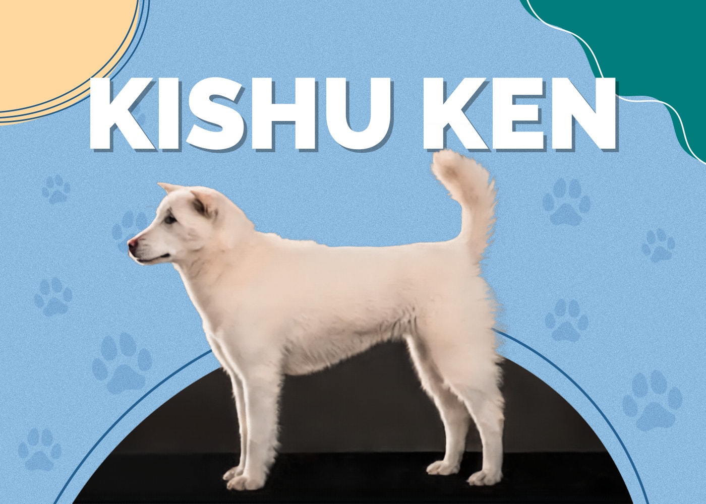 Kishu Ken | Dog Breed Info, Pictures, Facts & Characteristics