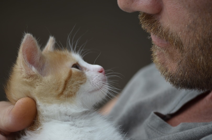 Do Cats Remember People? Feline Memory & Comprehension Explained (Vet-Reviewed Info)