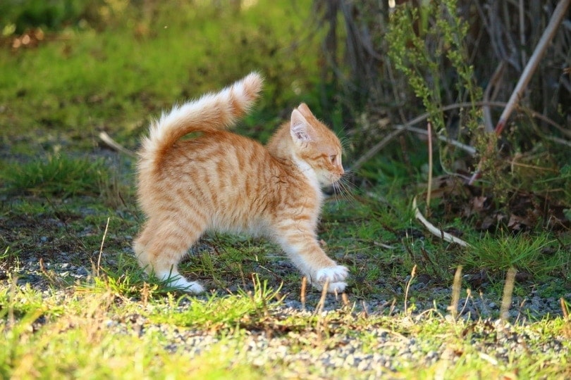 When Do Kittens Start Walking? Feline Development Explained (Vet-Verified)