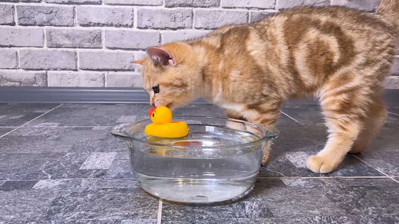 Why Do Cats Put Their Toys in the Water Bowl? 10 Reasons for this Behavior