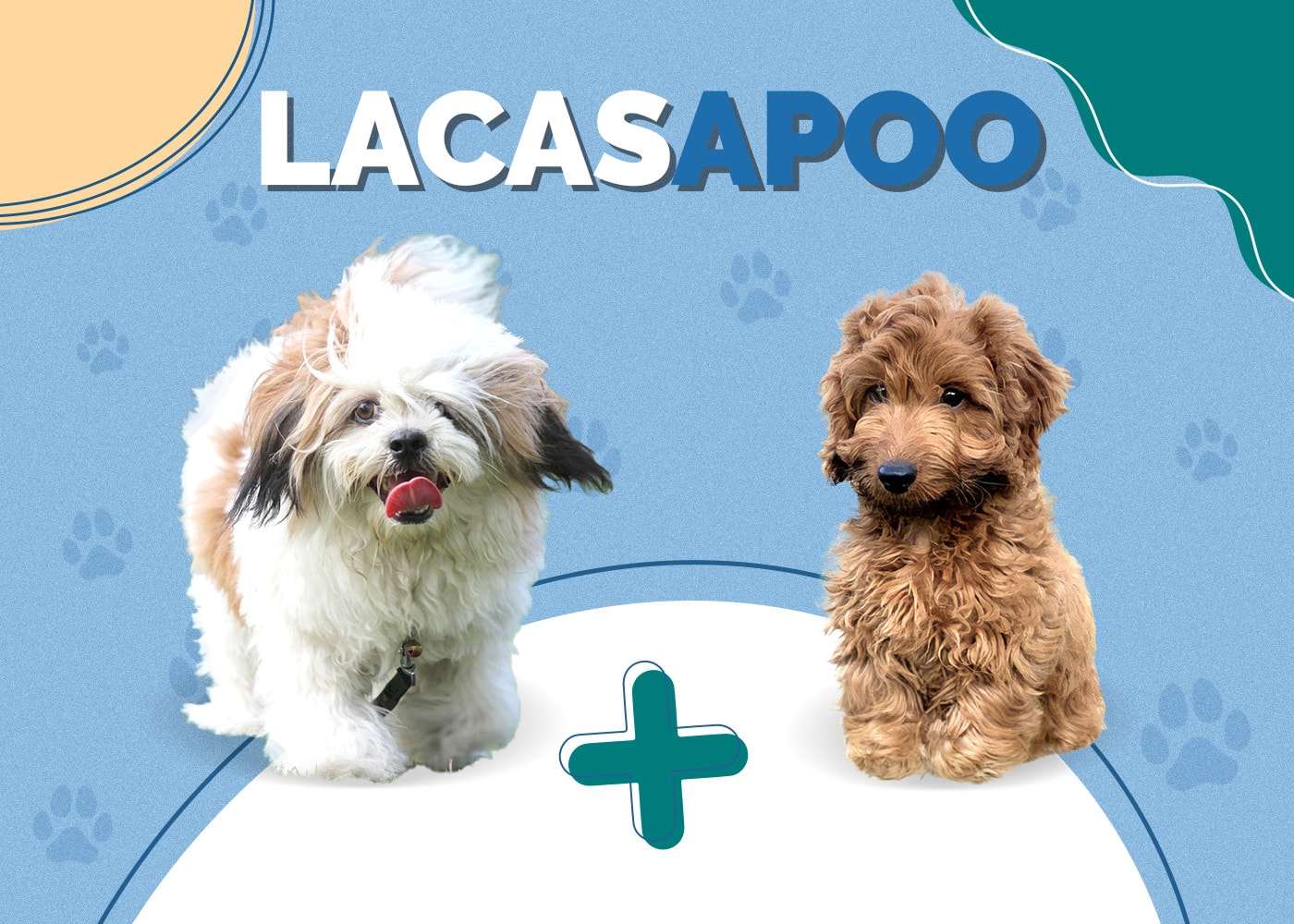 Lacasapoo (Cockapoo & Lhasa Apso Mix) Info, Pictures, Traits