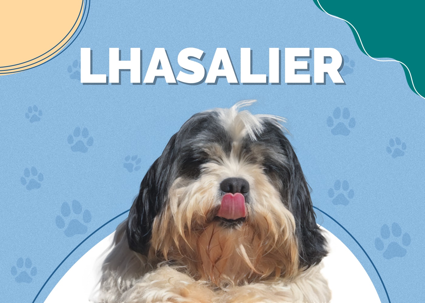 Lhasalier (Lhasa Apso & Cavalier King Charles Spaniel Mix): Info, Pictures, Facts
