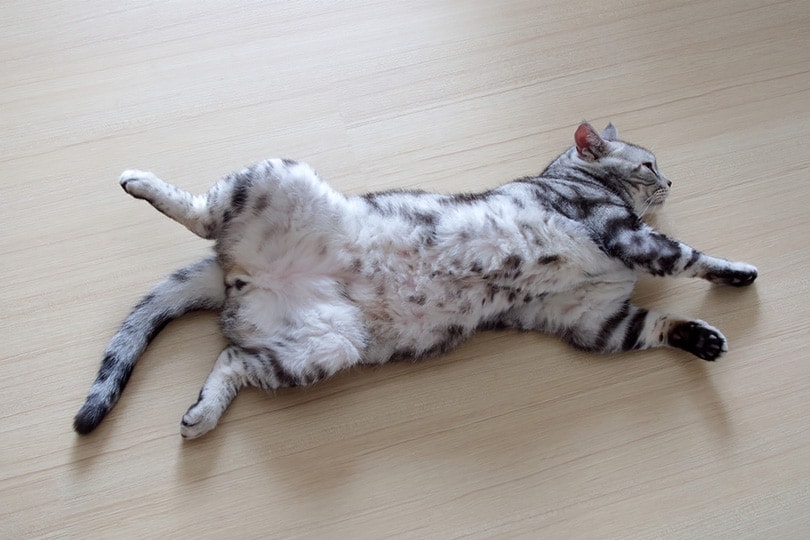 Do Male Cats Have Nipples? Vet-Verified Feline Anatomy Facts
