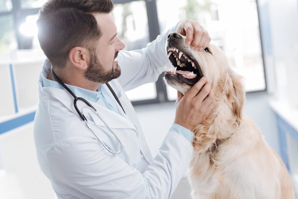 10 Best Pet Dental Insurance Providers - 2026 Reviews & Top Picks