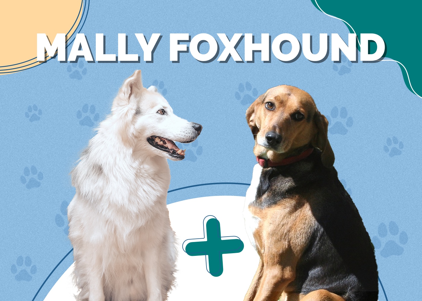 Mally Foxhound (Alaskan Malamute & Foxhound Mix) Info, Pictures & More