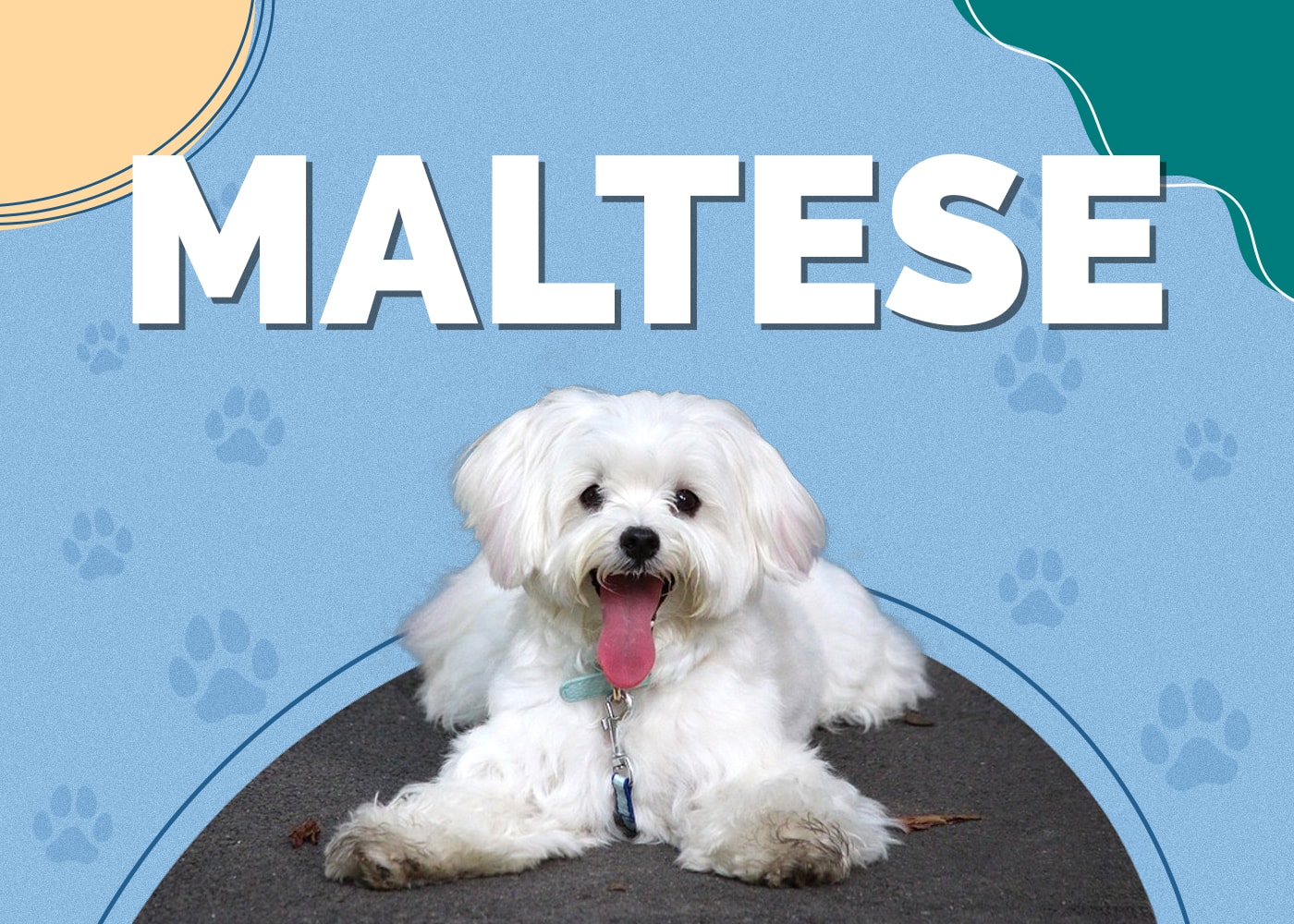 Maltese Dog Breed: Info, Pictures, Traits & Facts