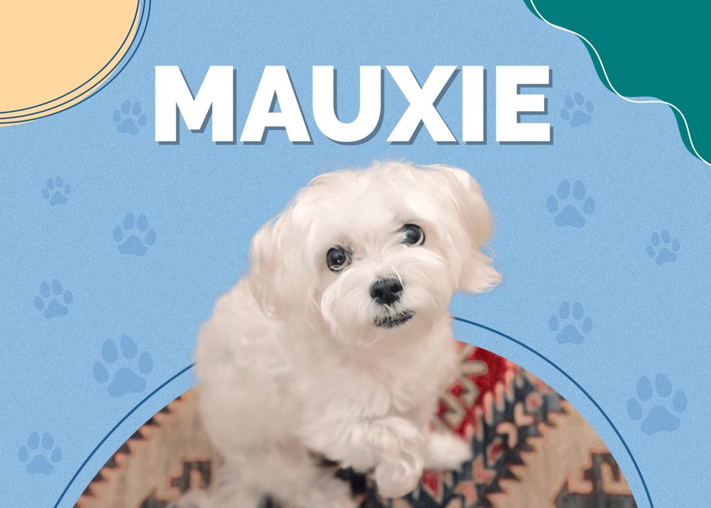 Mauxie (Dachshund & Maltese Mix) Info, Pictures, Facts, Traits