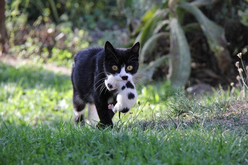 How Does a Cat Carry a Kitten? Instincts, Facts & FAQ