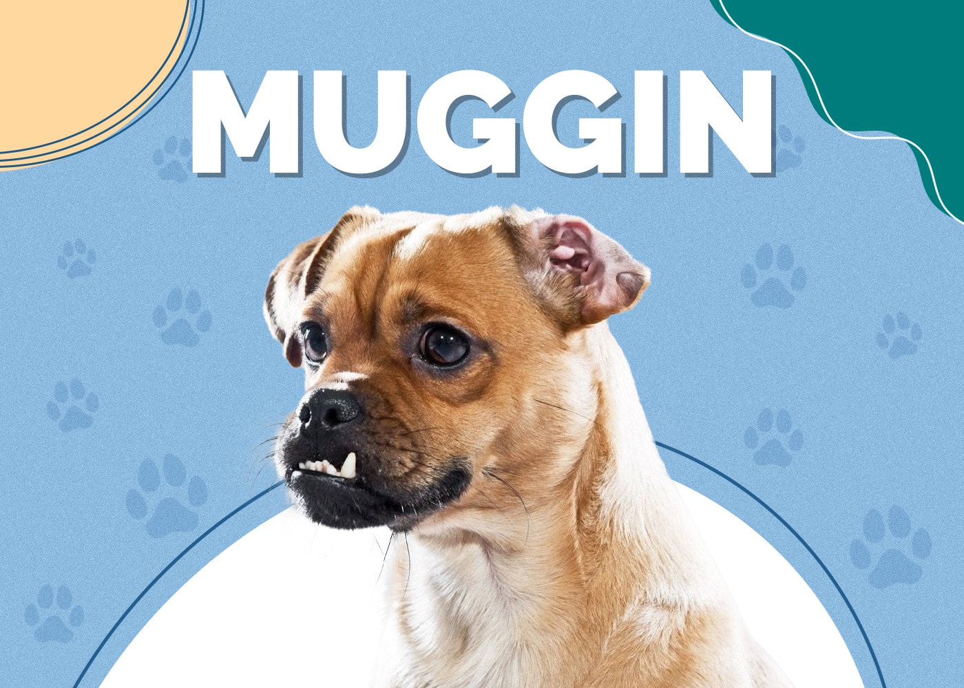 Muggin Dog (Pug & Miniature Pinscher Mix) Info, Pictures, Facts