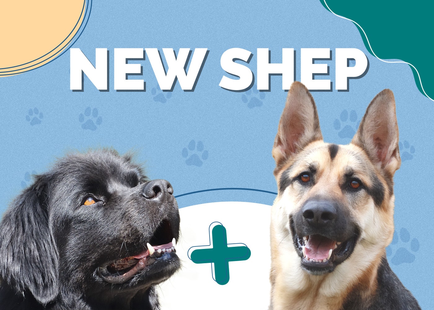 New Shep (Newfoundland & German Shepherd Mix): Info, Pictures & More
