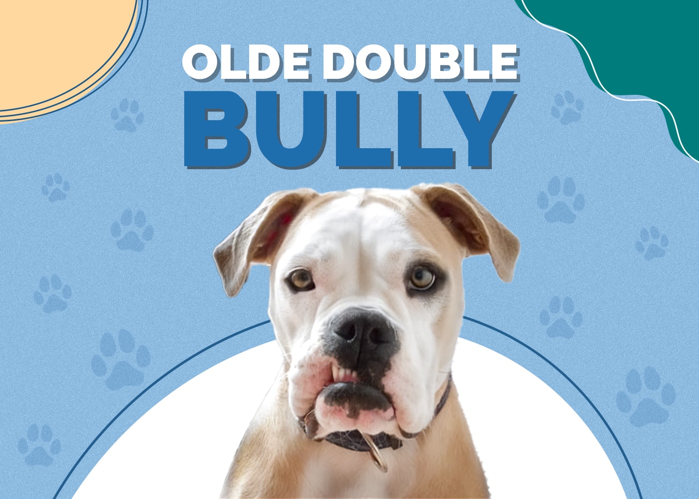 Olde Double Bully (Bulldog & Olde English Bulldogge Mix): Info, Pictures, Facts