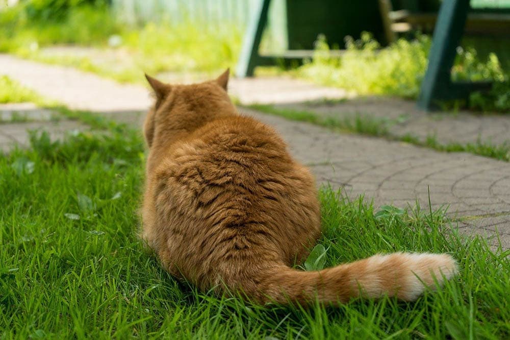 Why Do Cats Have Tails? Vet-Reviewed Feline Anatomy