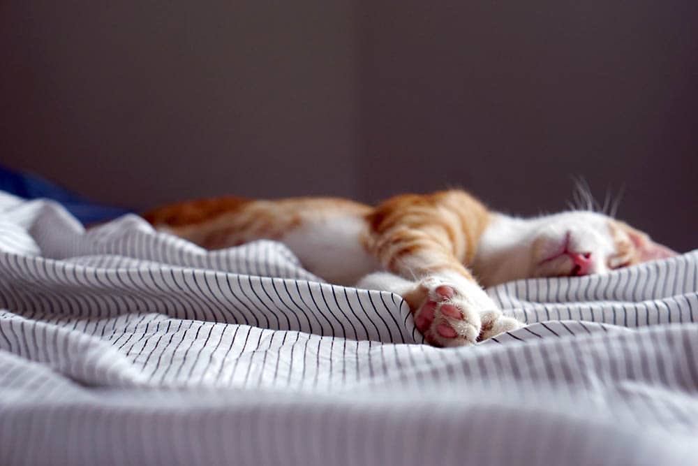 6 No-Sew Cat Bed Patterns and Plans You Can Make Today (With Pictures)