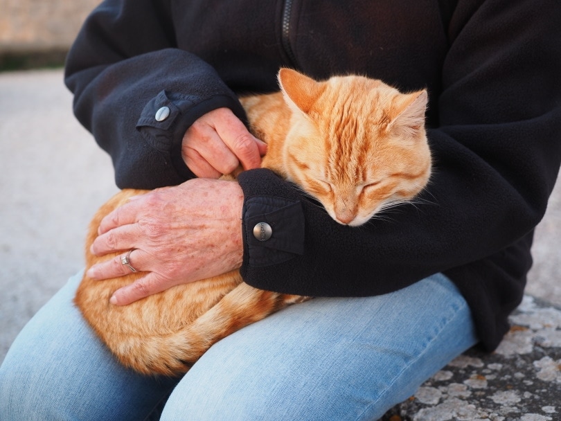 How To Care For A Blind Cat (Vet Answer)