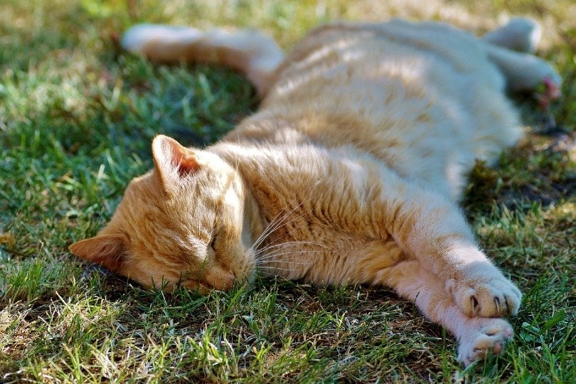 Does My Cat Need Sunlight to Stay Healthy? The Interesting Answer!