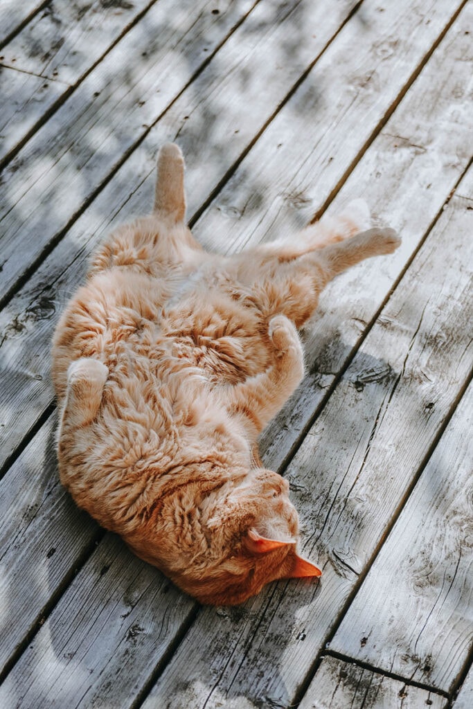 orange cat sleeping on its back outdoors