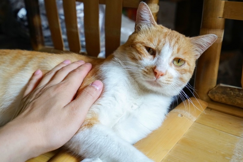 Why Do Cats Drool When You Pet Them? 7 Vet-Verified Reasons for this Behavior
