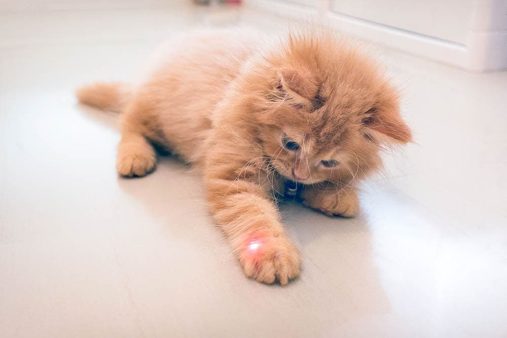 Why Do Cats Love Lasers So Much? Vet-Reviewed Theories, Facts & FAQ