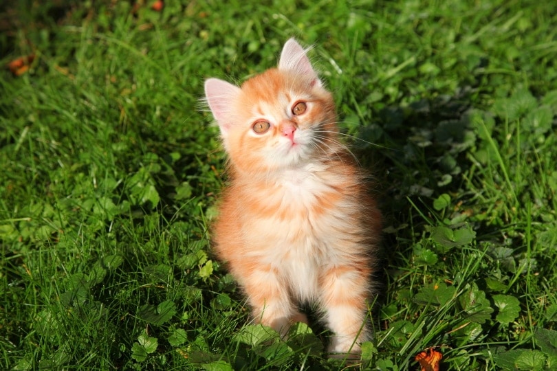 At What Age Do Kittens Start to Calm Down? Vet-Verified Info