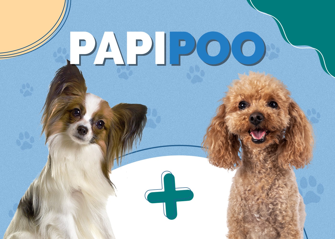 Papipoo (Papillon & Poodle Mix): Info, Pictures, Puppies & Facts