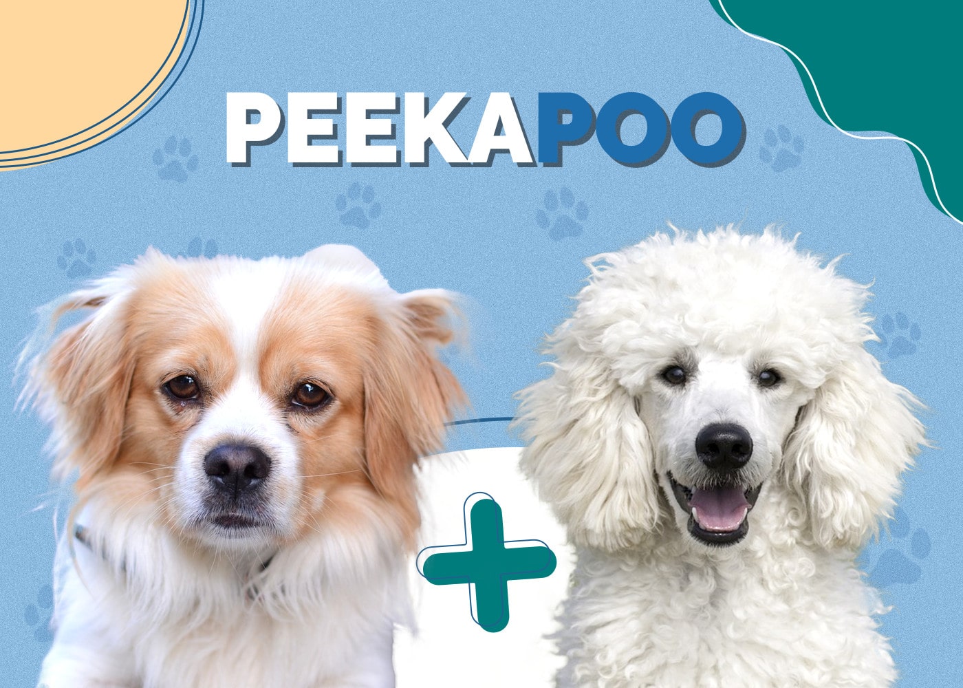 Peekapoo (Poodle & Pekingese Mix): Info, Pictures, Traits, Facts