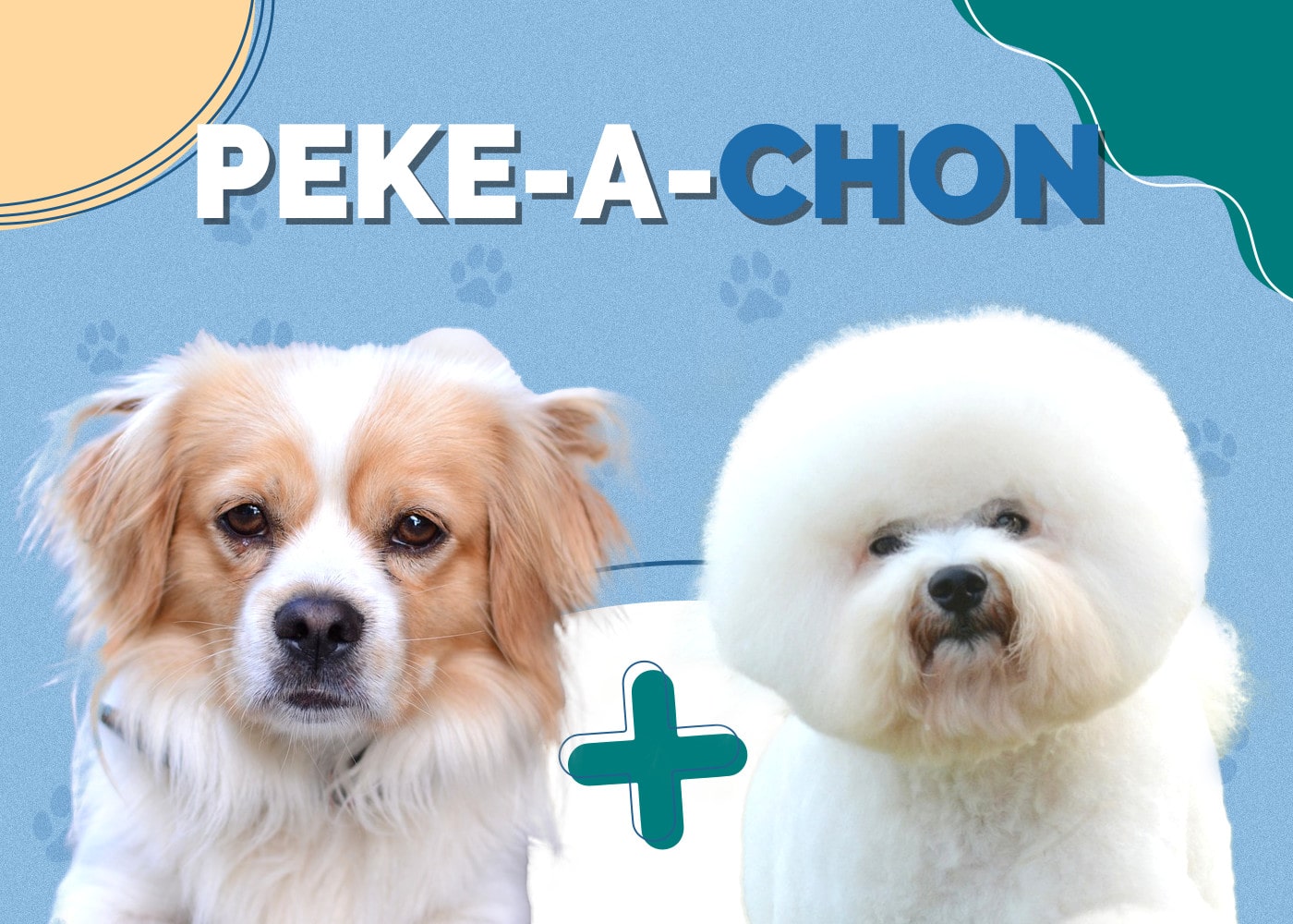 Peke-A-Chon (Bichon Frise & Pekingese Mix): Info, Pictures, Traits