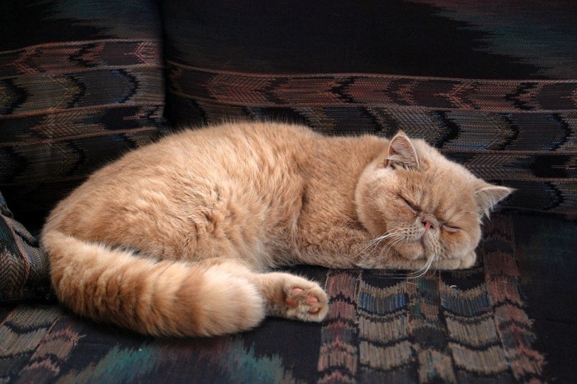 Why Did My Cat Stop Sleeping with Me? 7 Likely Reasons