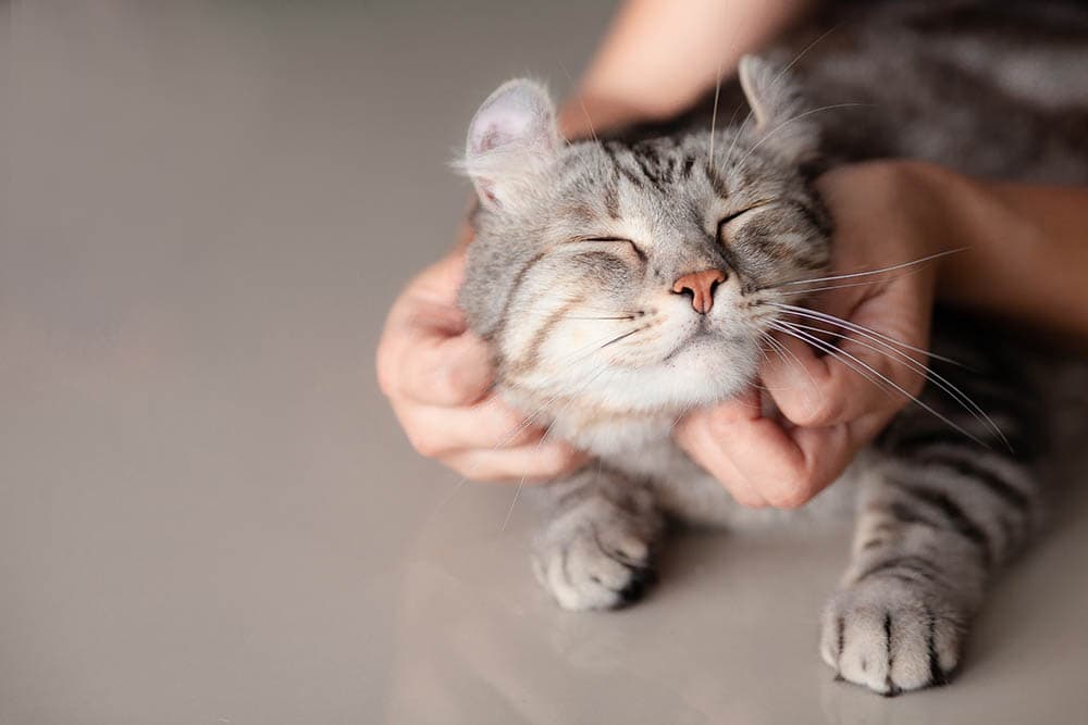 Do Cats Like When You Talk to Them? Feline Prefences & Understanding