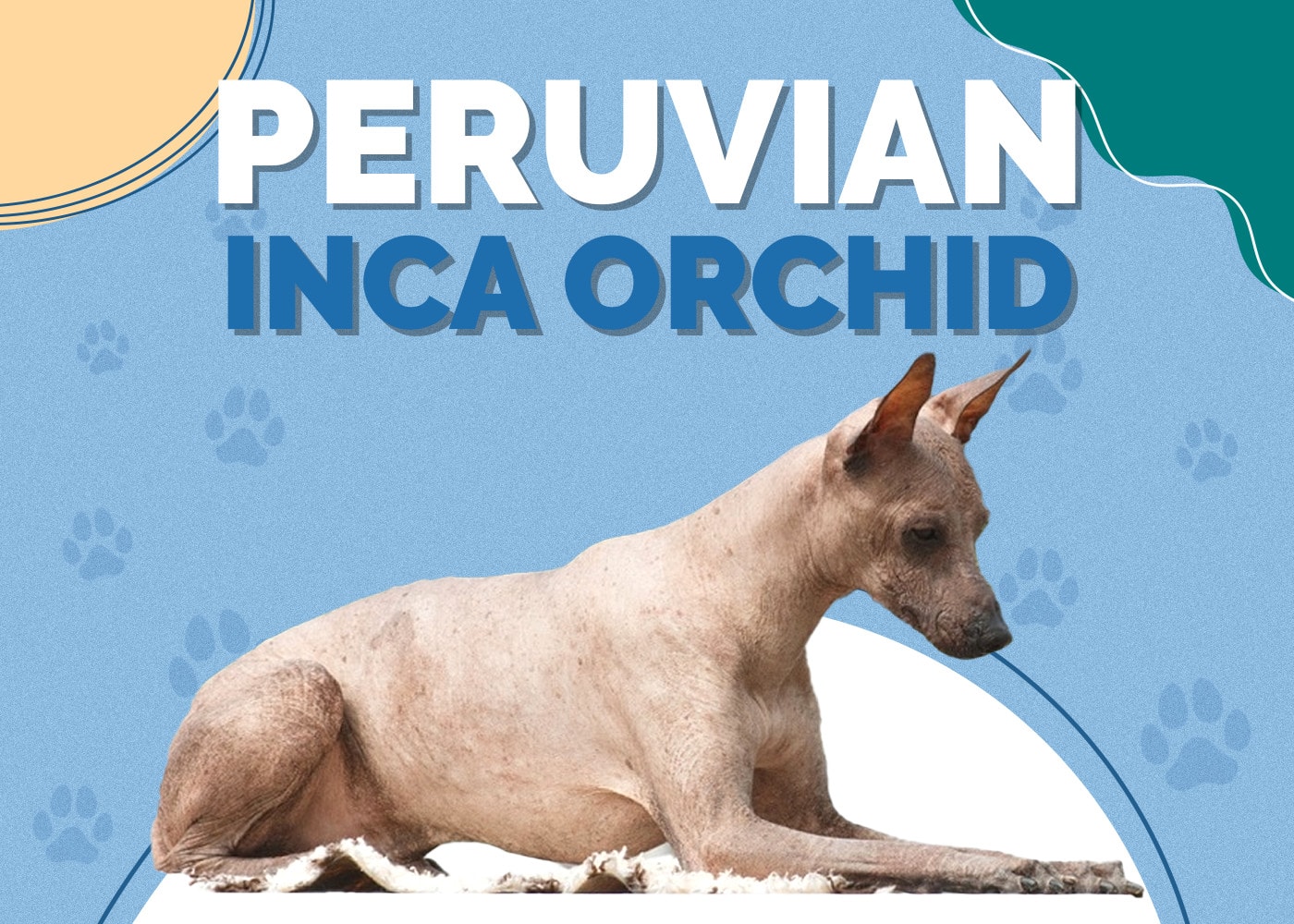 Peruvian Inca Orchid Dog Breed Info: Pictures, Traits & Facts