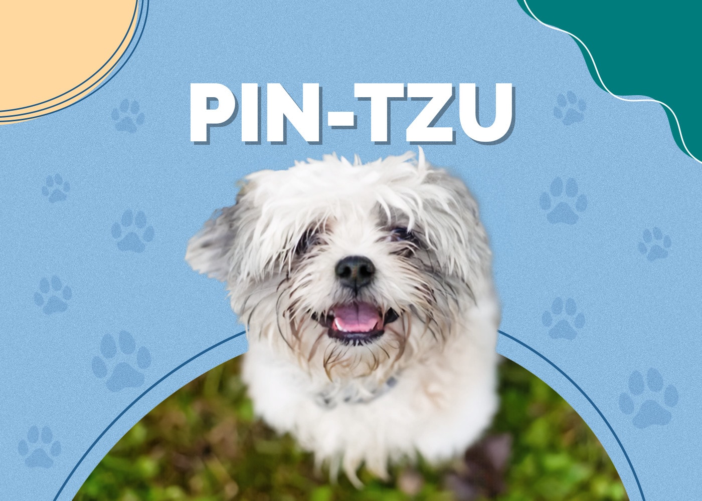 Pin-Tzu (Shih-Tzu & Miniature Pinscher Mix): Info, Pictures, Facts