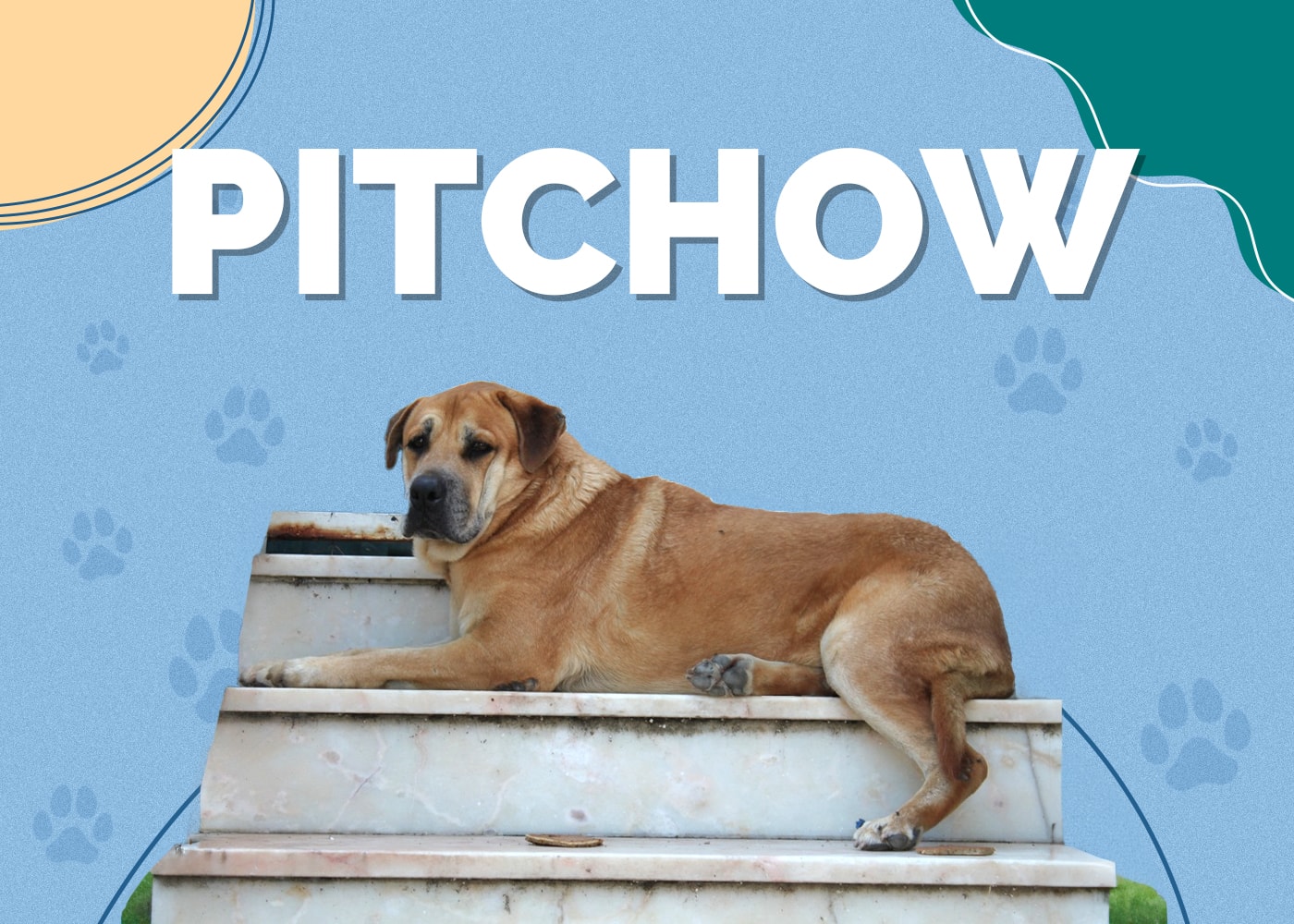 Pitchow (American Pitbull Terrier & Chow Chow Mix) Info: Pictures, Temperament & Traits