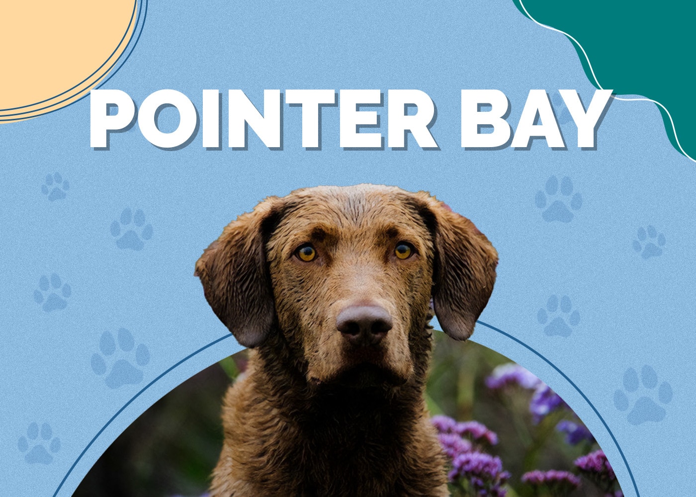 Pointer Bay Dog Breed Info: Pictures, Personality & Facts
