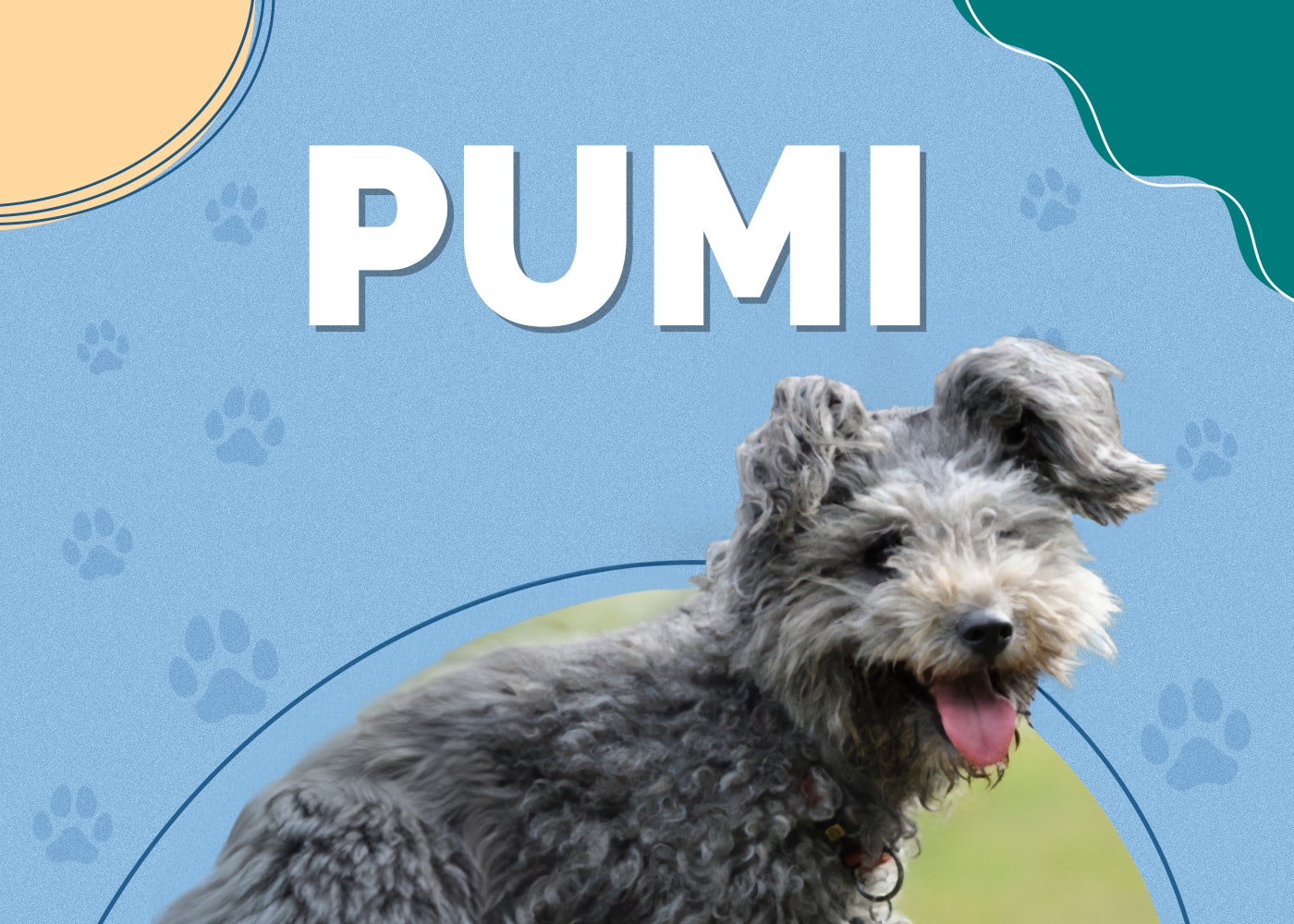 Pumi Dog Breed: Info, Pictures, Characteristics & More