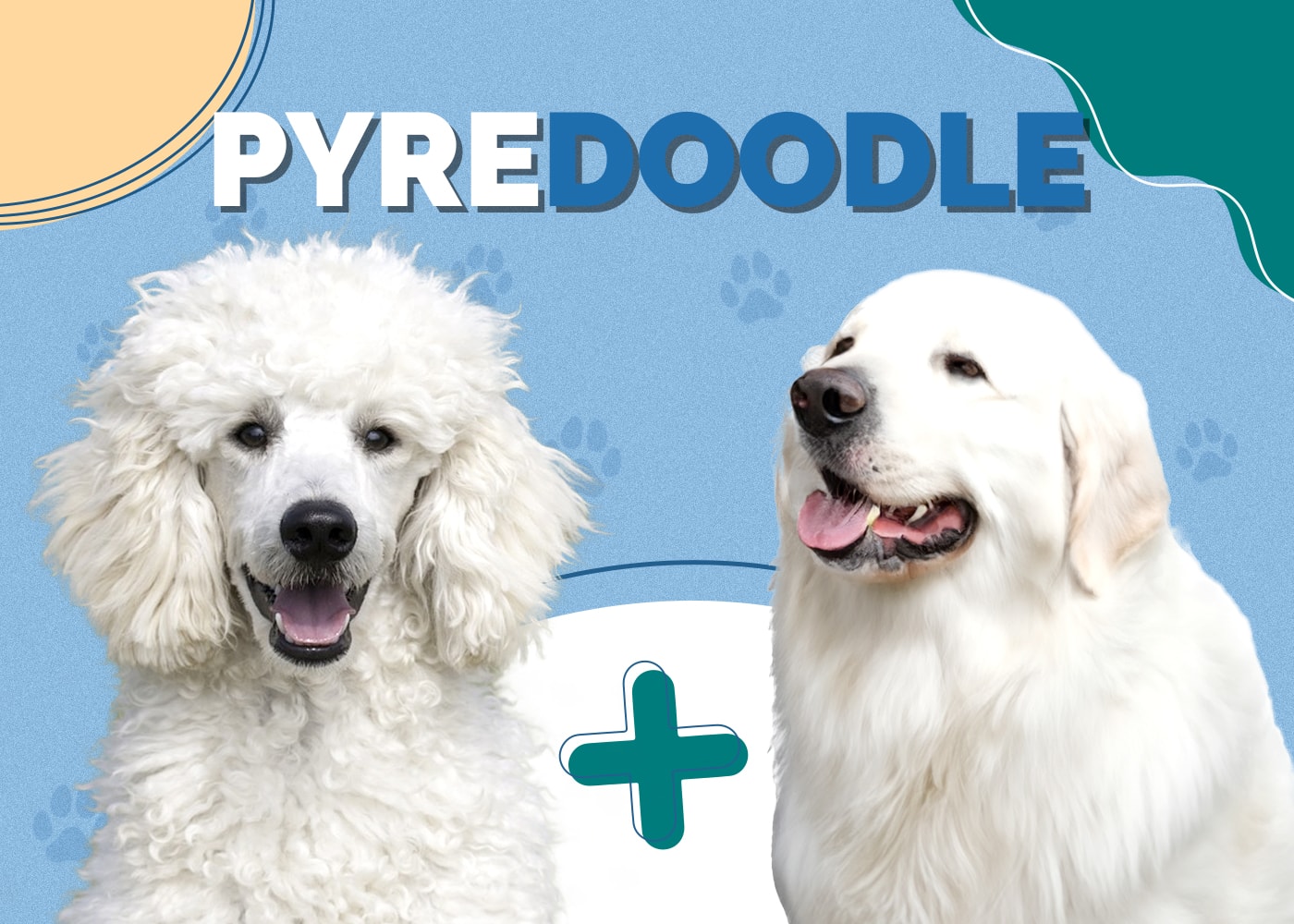 Pyredoodle (Poodle & Great Pyrenees Mix): Info, Pictures, Care & More